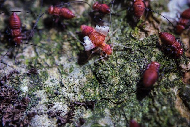 Come eliminare le termiti del legno: metodi efficaci e sicuri